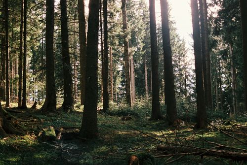 Free Tranquil forest in Munich, Bavaria showcasing tall trees and soft autumn light, ideal for nature enthusiasts. Stock Photo