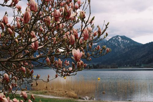 Free Beautiful magnolia blossoms by a serene Bavarian lake with mountain views. Stock Photo