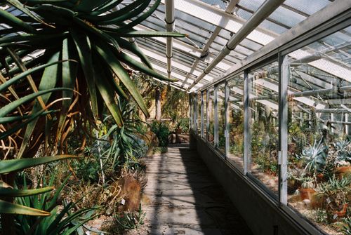 Free Explore a sunlit greenhouse in Munich with diverse tropical plants and a serene atmosphere. Stock Photo