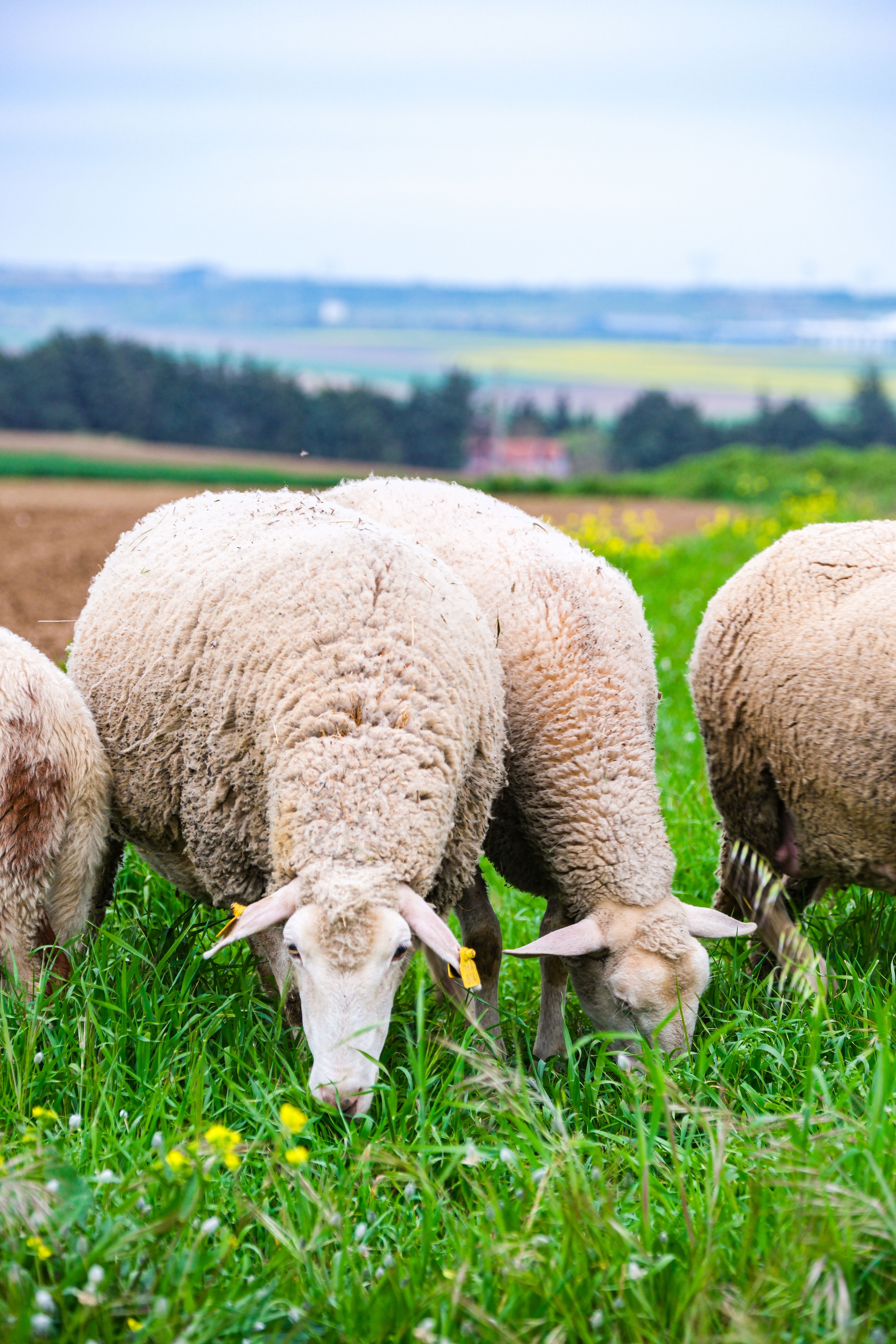 Sheep Grazing in Verdant Pasture Landscape · Free Stock Photo