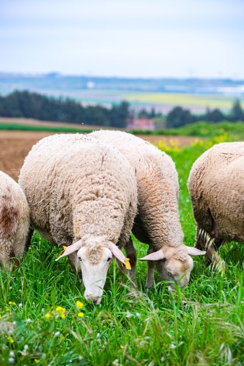 Free A group of sheep grazing in a lush green meadow with a scenic countryside backdrop. Stock Photo