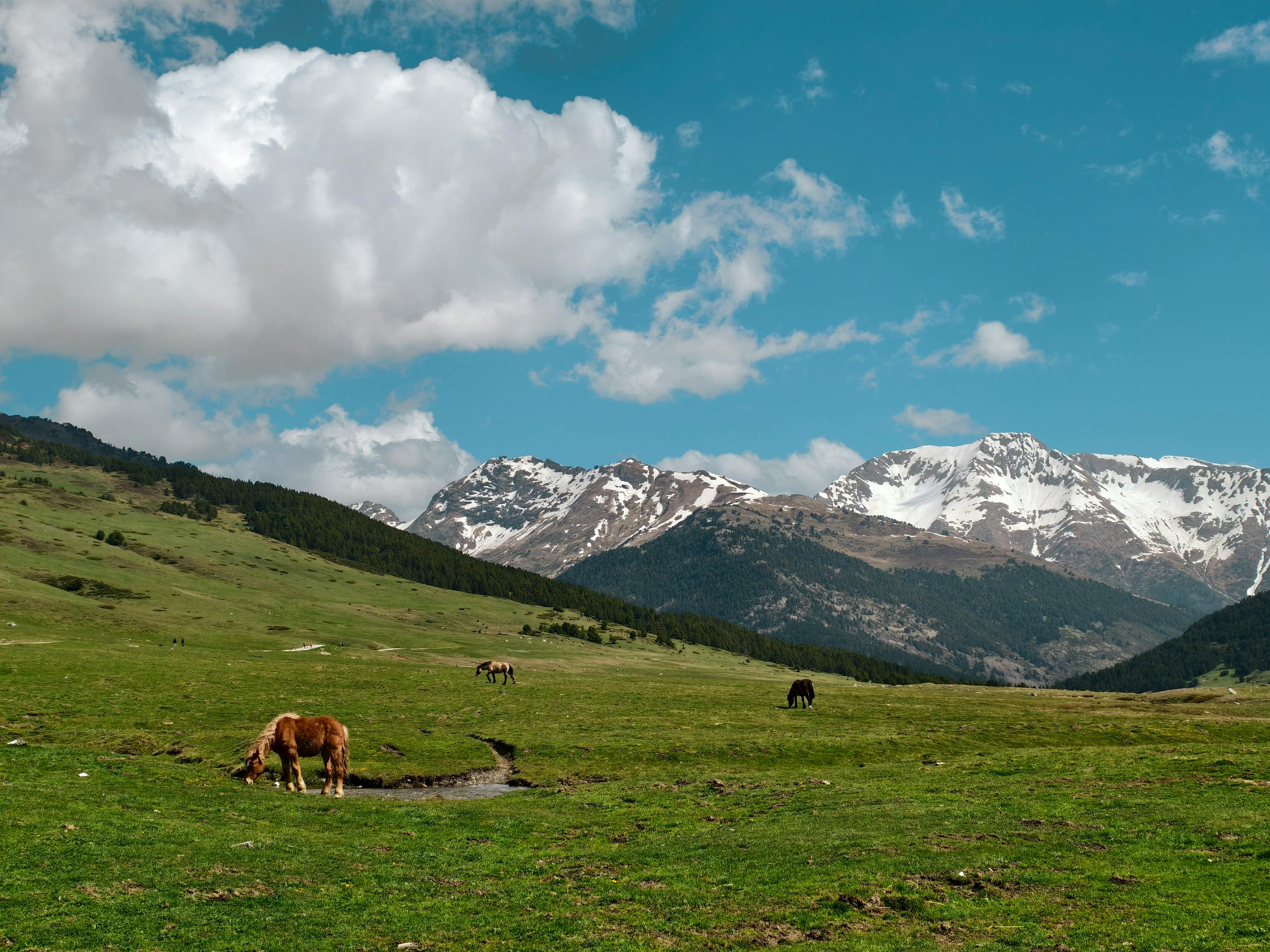 Horses grazing on a lush green meadow beneath snow-capped mountains under a clear blue sky.