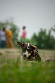 A stray dog lies peacefully on the grass in a park in Dhaka, Bangladesh.
