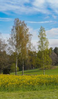 A vibrant spring landscape featuring birch trees and a field of yellow blossoms under a blue sky.