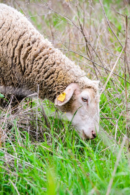 Free A lone sheep with a tag grazes peacefully in a lush green pasture surrounded by tall grass. Stock Photo