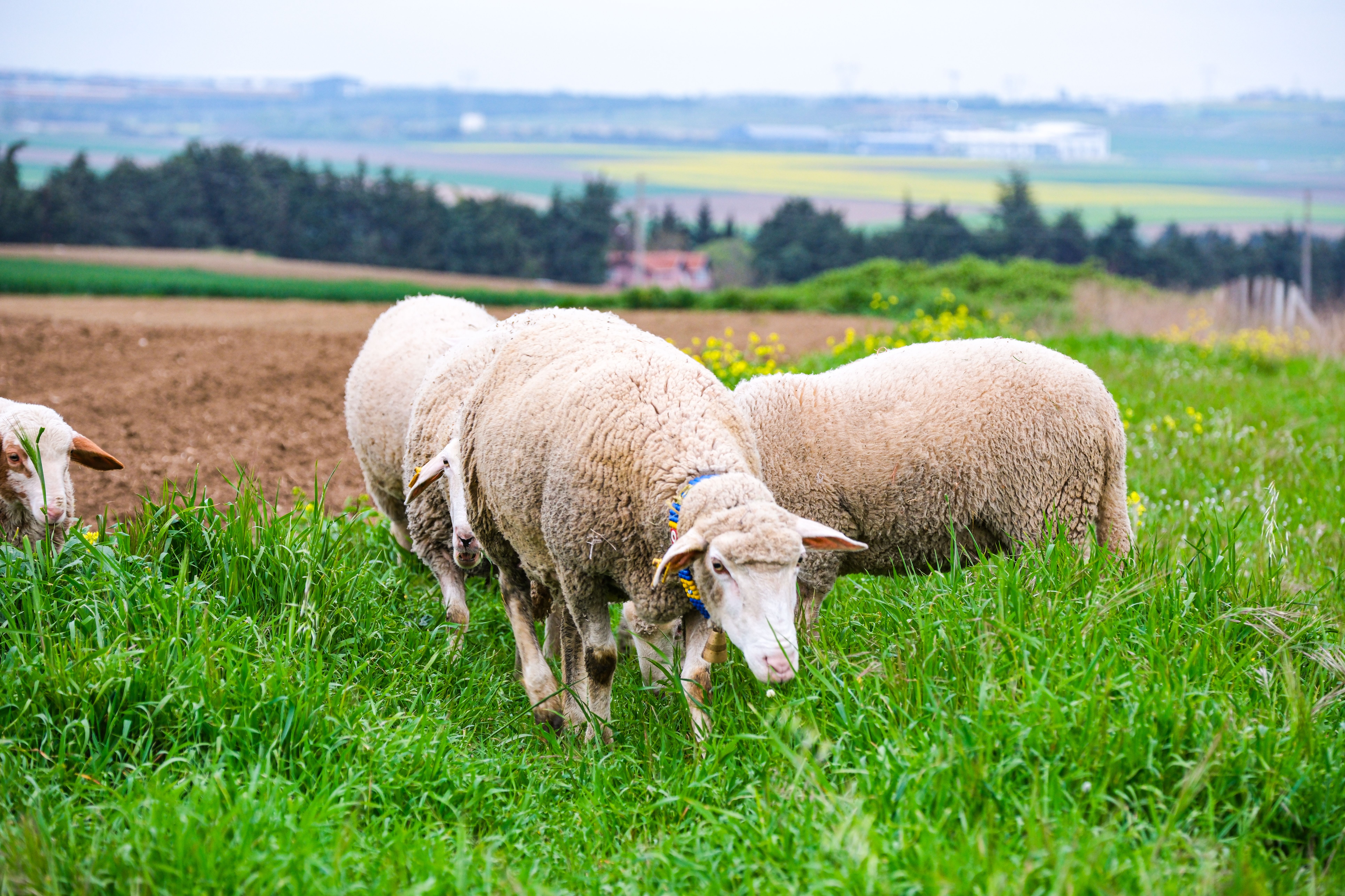 Grazing Sheep in a Lush Green Field · Free Stock Photo