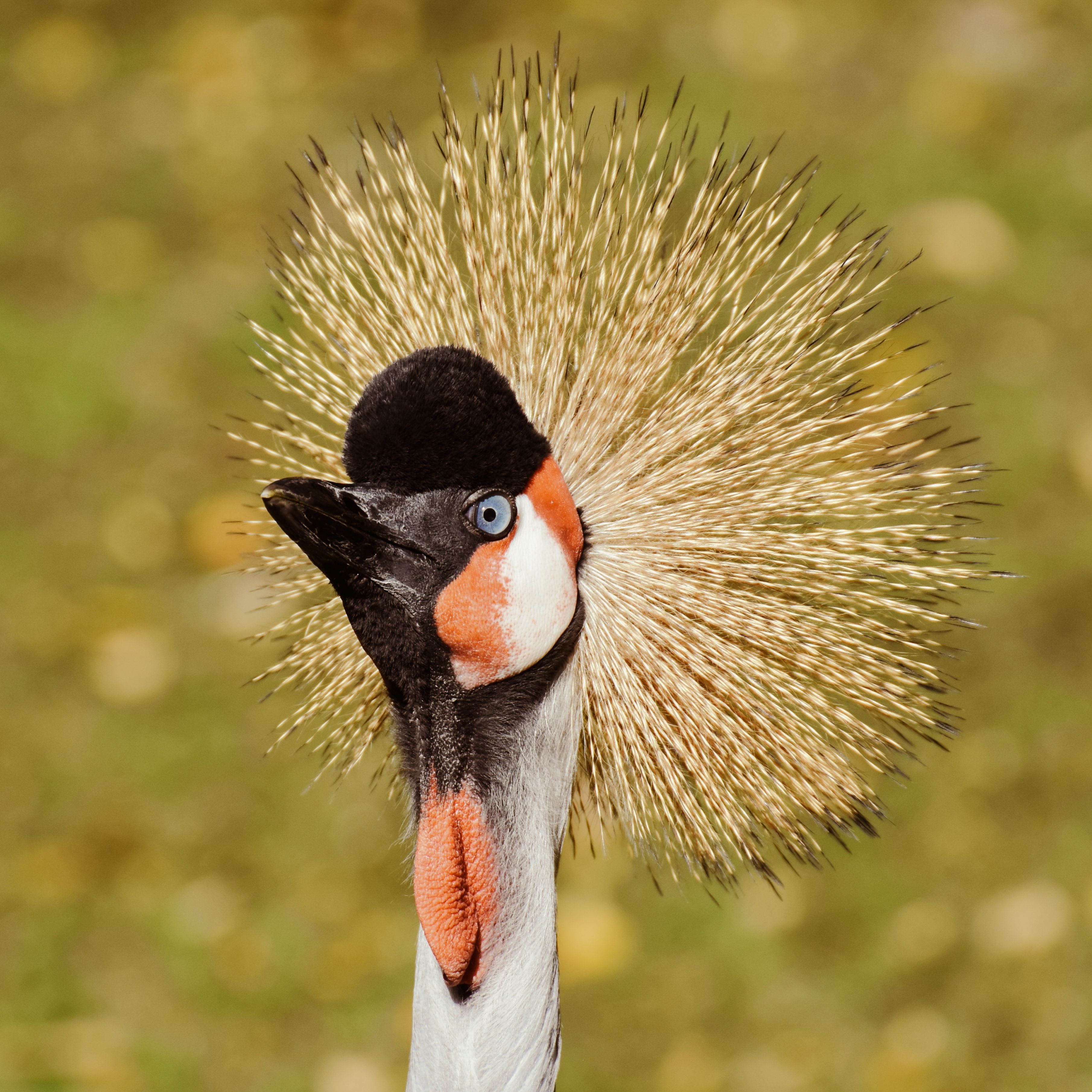 Portrait of a Majestic Grey Crowned Crane · Free Stock Photo