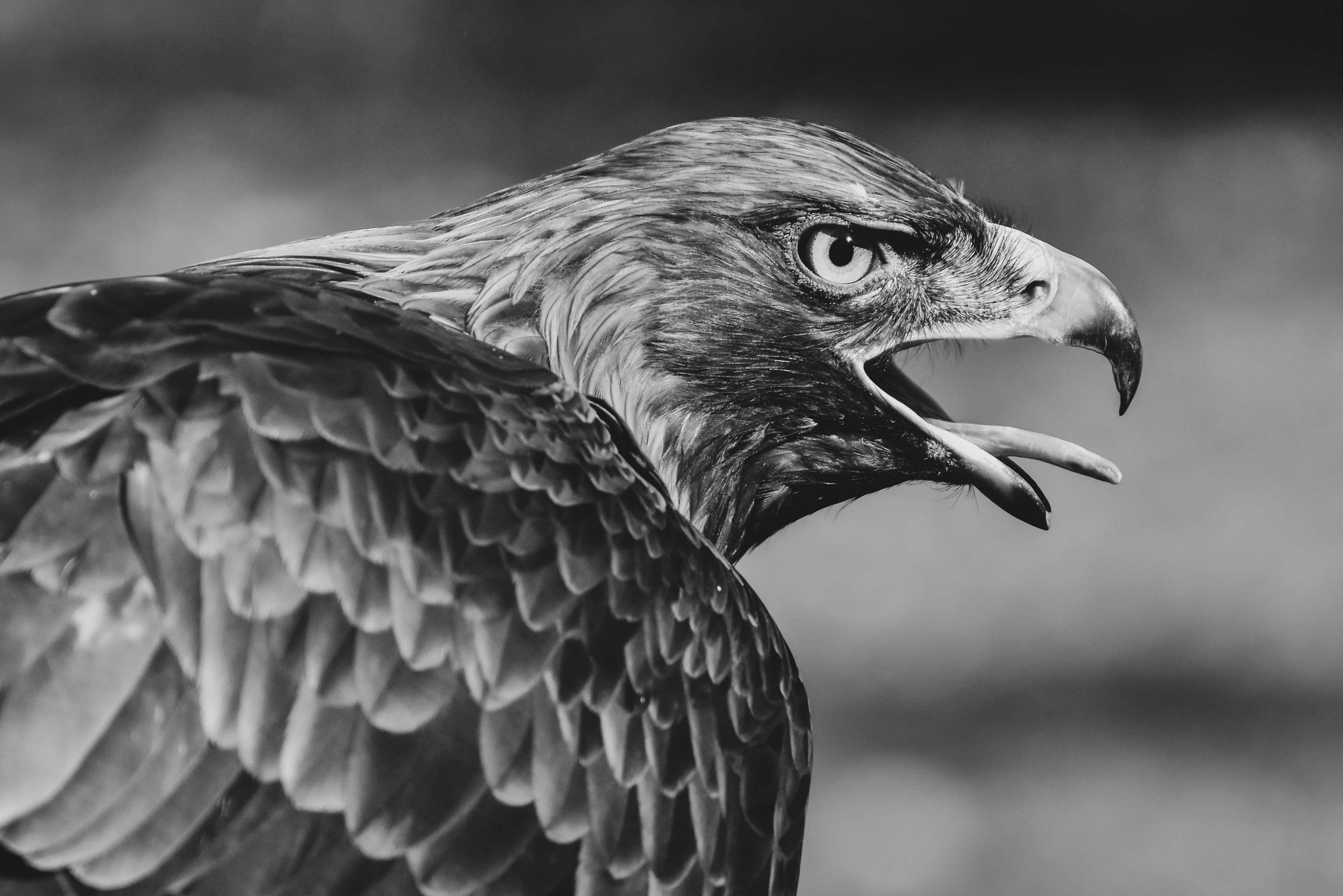 Majestic Eagle in Black and White · Free Stock Photo