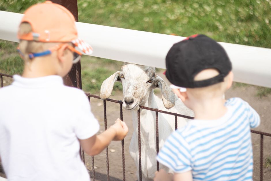 Kinderen bij geit in dierentuin