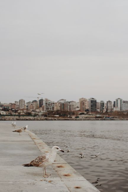 Cityscape of Istanbul with seagulls by the seaside, offering a serene view of the Bosphorus.