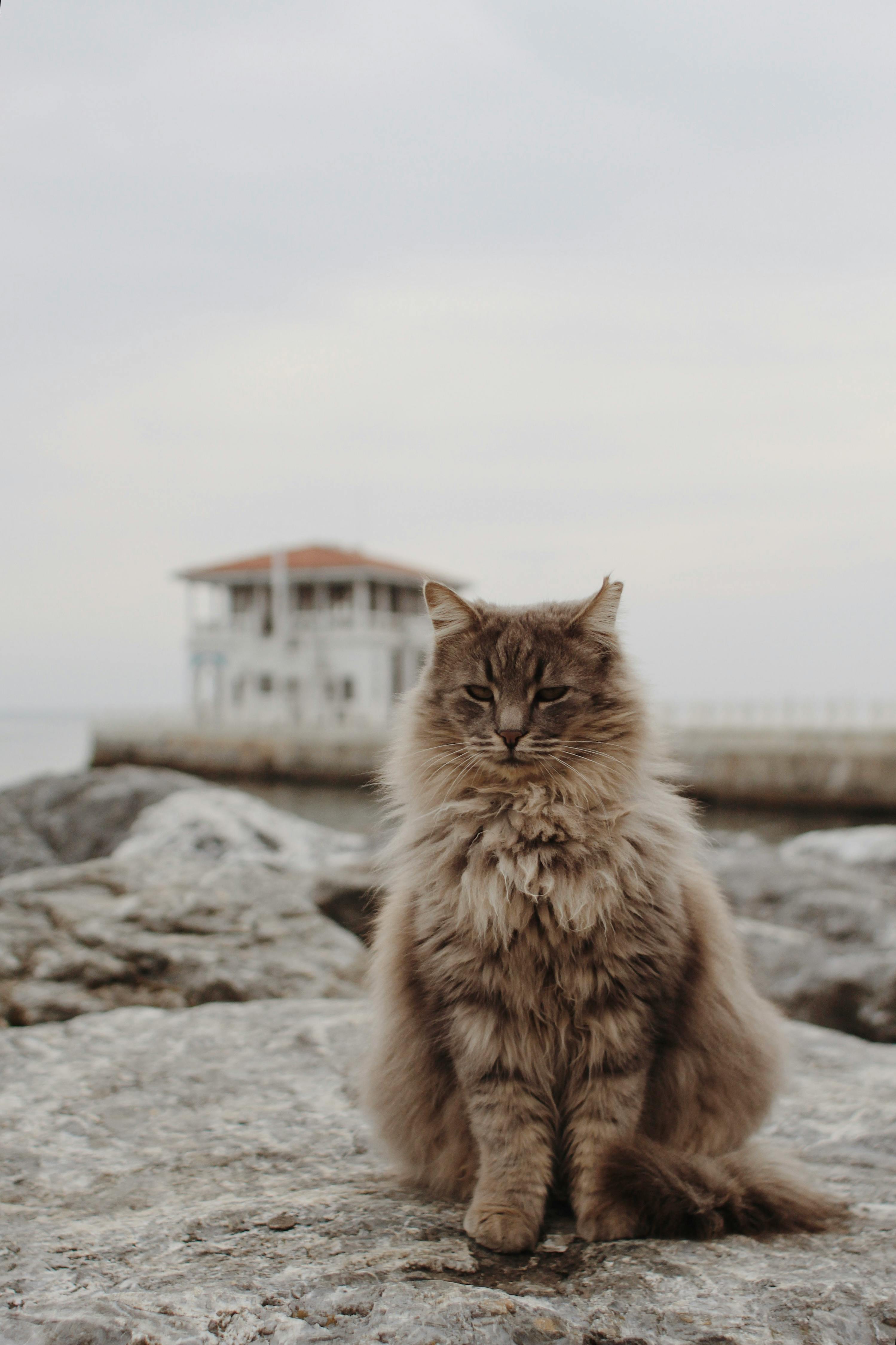 A fluffy cat perched on rocks, with İstanbul's serene seascape in the background.