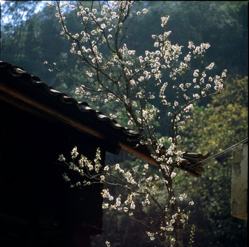 Free Sunlit blossoms on a tree branch in Hà Giang, Vietnam, during spring. Stock Photo