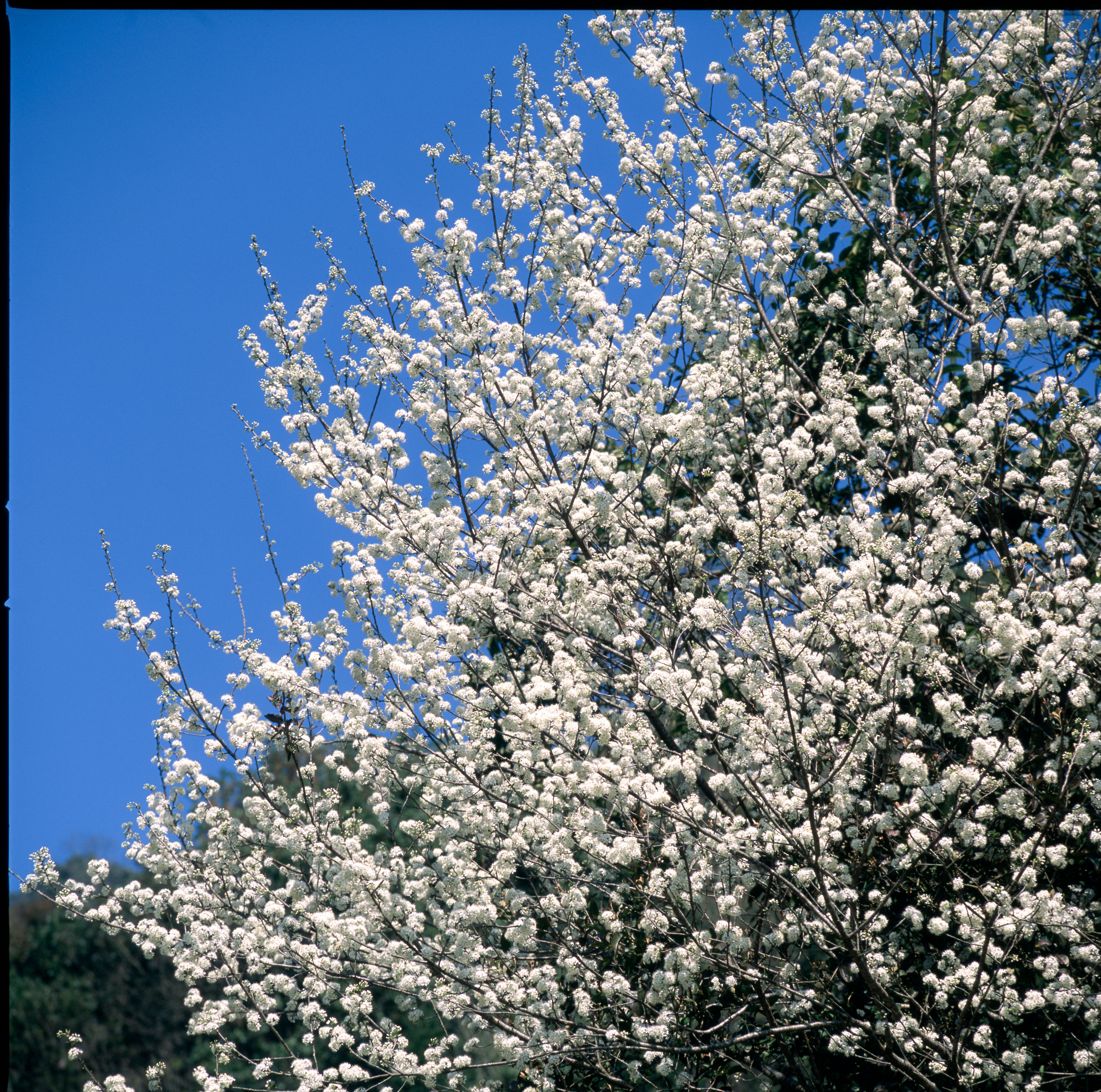 White Blossoms Against a Clear Blue Sky · Free Stock Photo