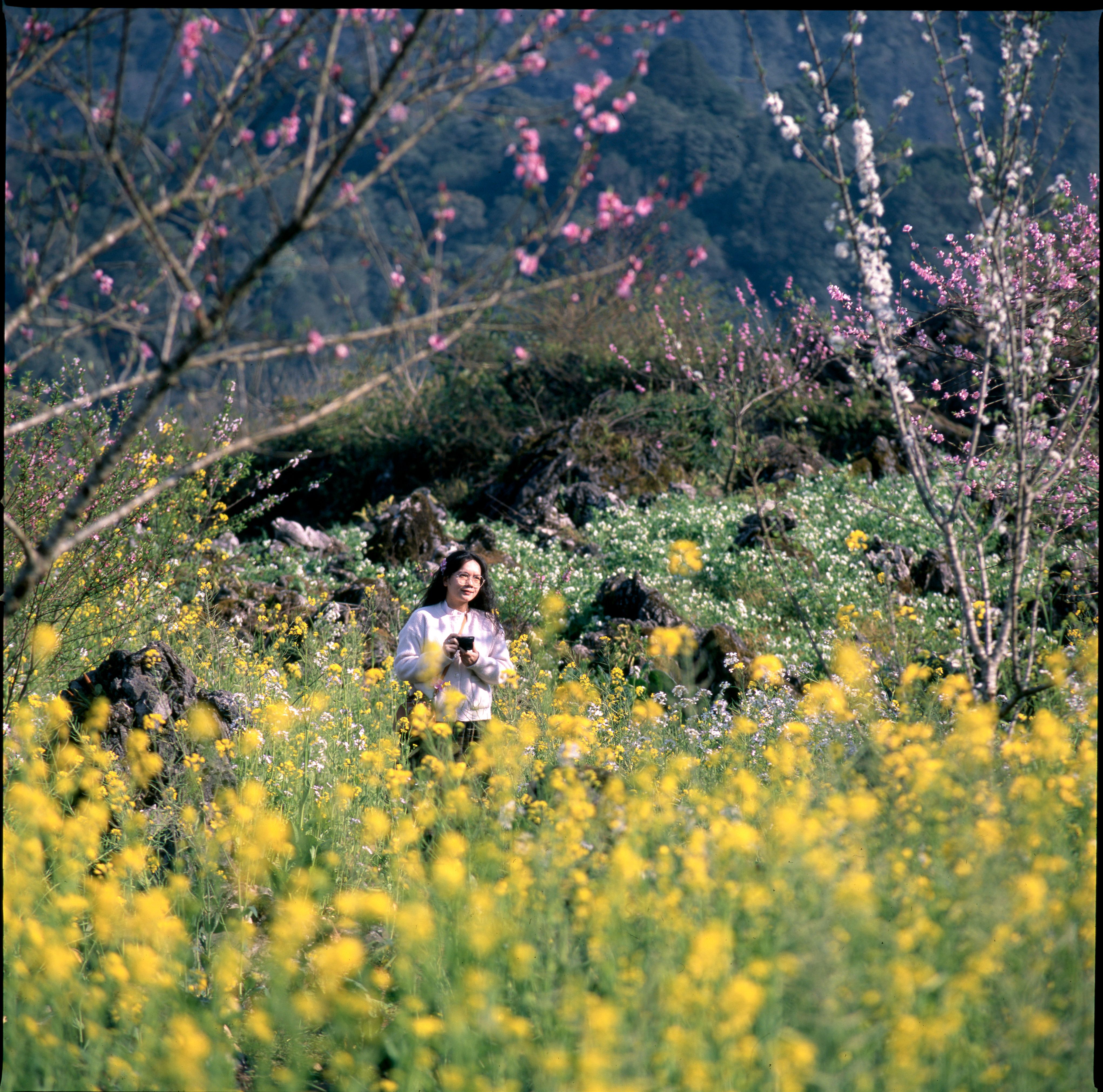 Spring Blossoms in Hà Giang, Vietnam · Free Stock Photo