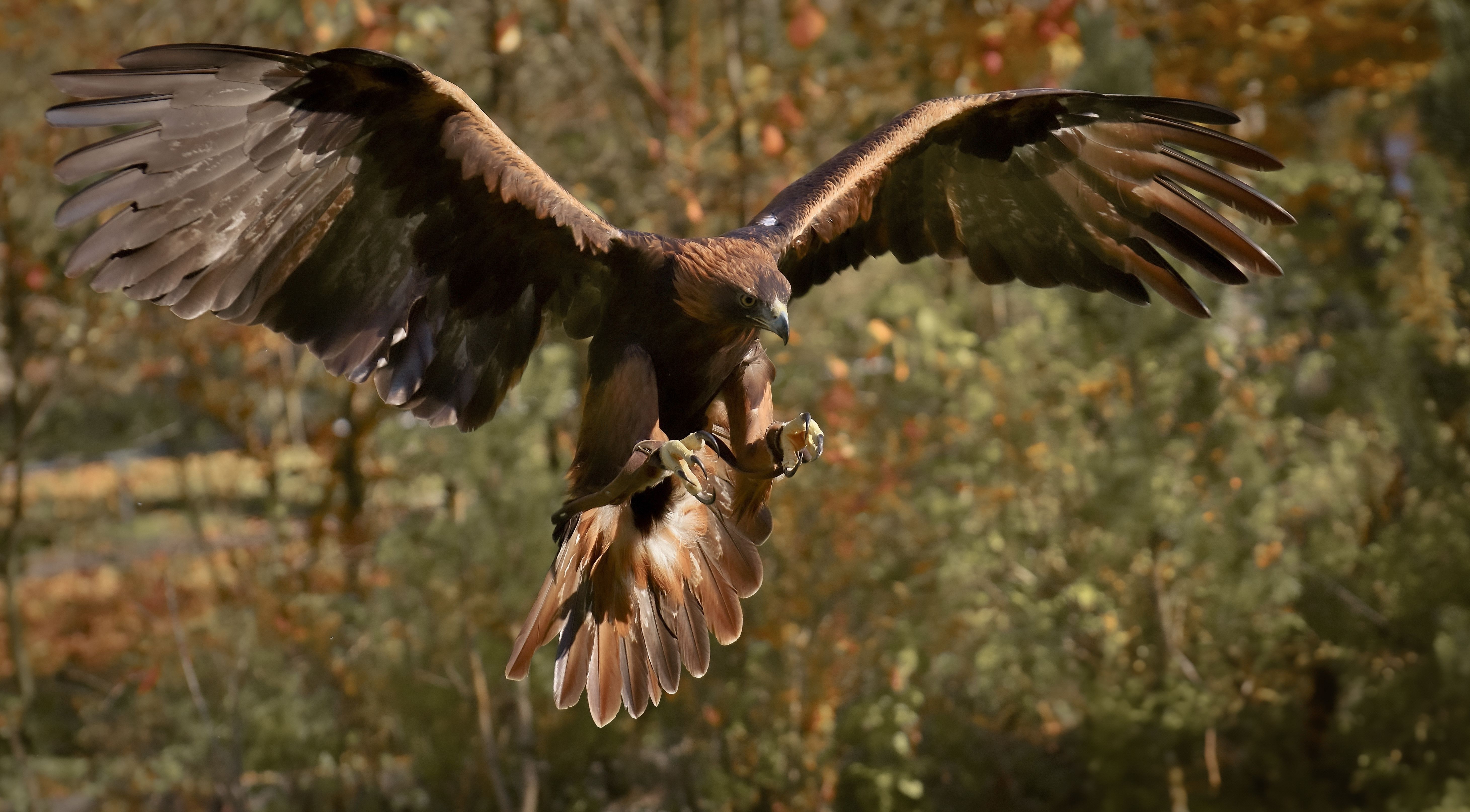 Majestic golden eagle soaring through the forest, showcasing its impressive wingspan and sharp talons.