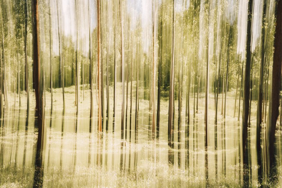 Dynamic forest scene with artistic motion blur effect, capturing trees and light in a unique visual style.