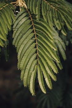 Detailed close-up of a lush green fern-like frond, showcasing vibrant natural texture.