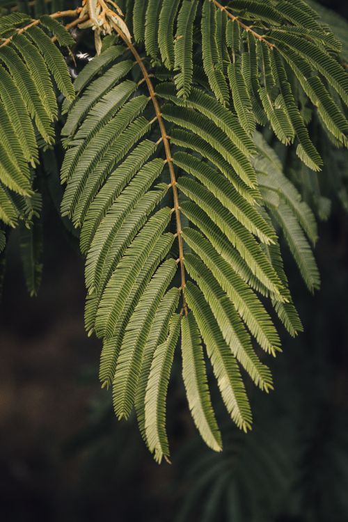 Free Detailed close-up of a lush green fern-like frond, showcasing vibrant natural texture. Stock Photo
