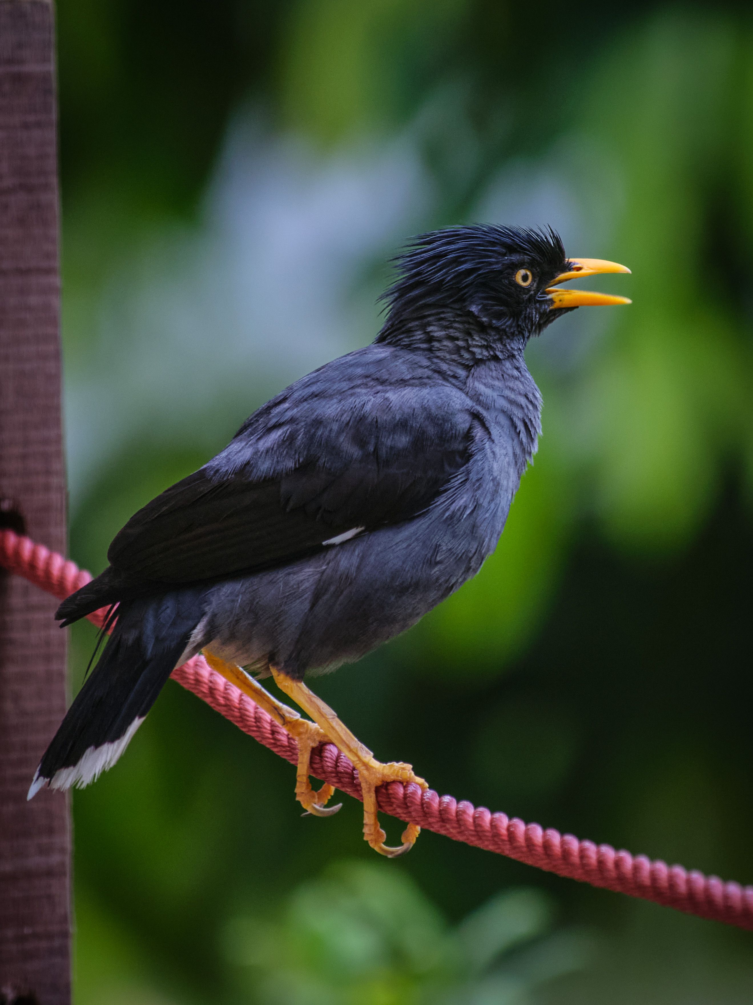 A Jungle Myna perched on a rope with vibrant green foliage in the background.