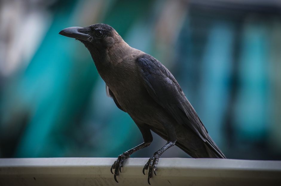 Crows Can Recognize Human Faces and Hold Grudges