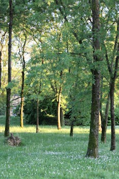 Lush green forest in Rozzano, Italy, during springtime, showcasing vibrant trees and serene natural beauty.