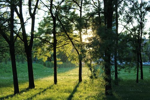 Free Serene forest glade in Rozzano, Lombardia with sun filtering through trees. Stock Photo