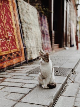 Adorable cat sitting by vibrant Turkish carpets in Istanbul's bustling street market.