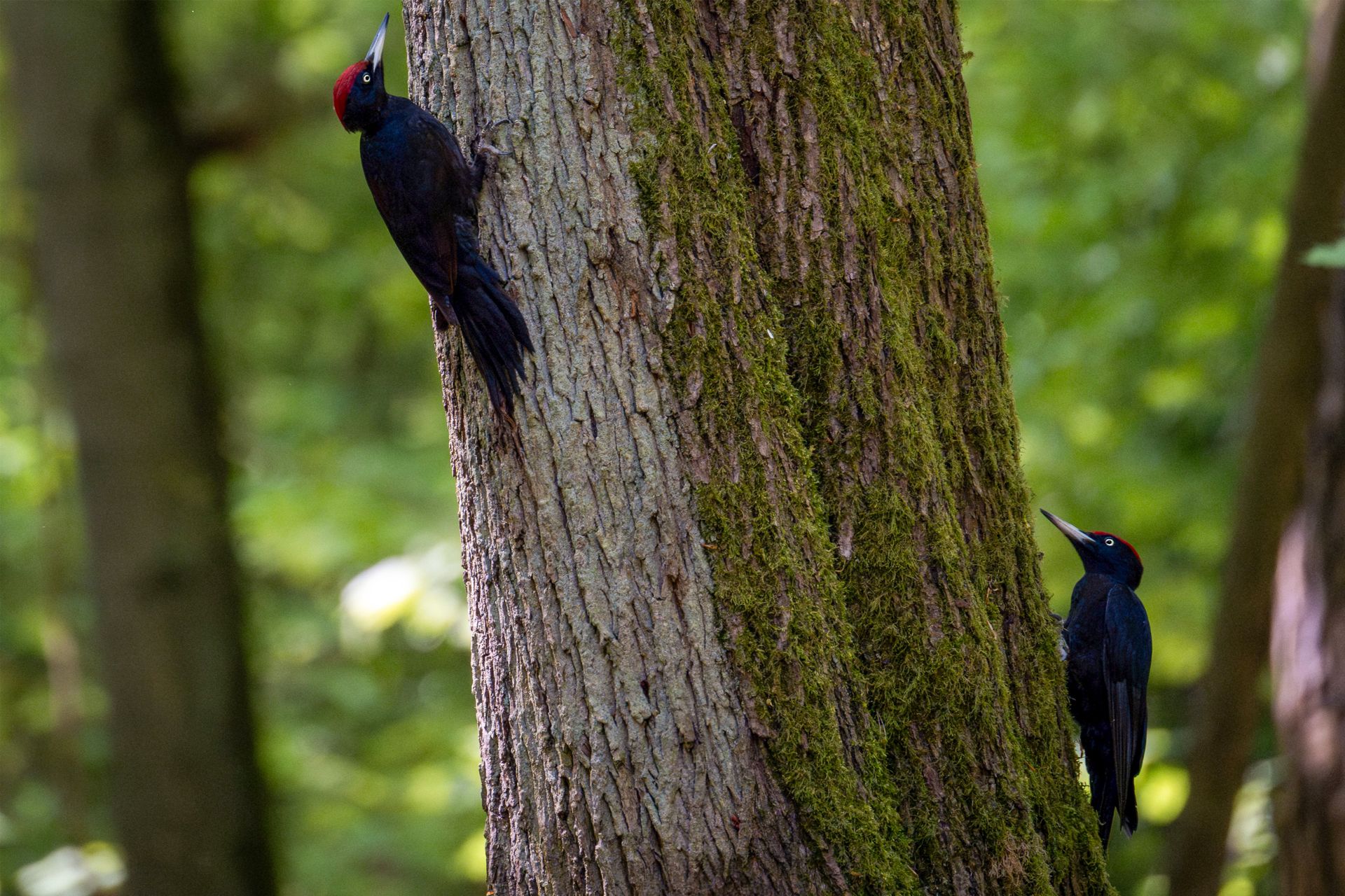 Two black woodpeckers on a moss-covered tree in a serene forest setting.
