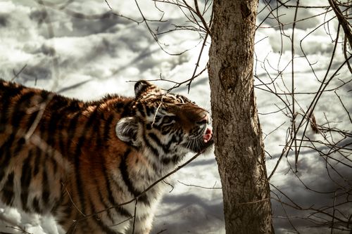 Free Close-up of a tiger exploring its snowy habitat with a curious gaze. Stock Photo