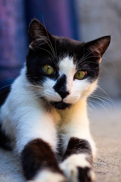 Free Black and white tuxedo cat lying on a concrete surface with attentive expression. Stock Photo