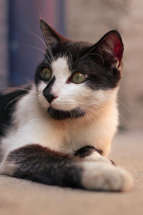 Free A serene black and white cat relaxing indoors, captured in natural light. Stock Photo