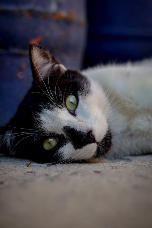 Free Close-up of a relaxed black and white cat with green eyes lying down on the ground. Stock Photo