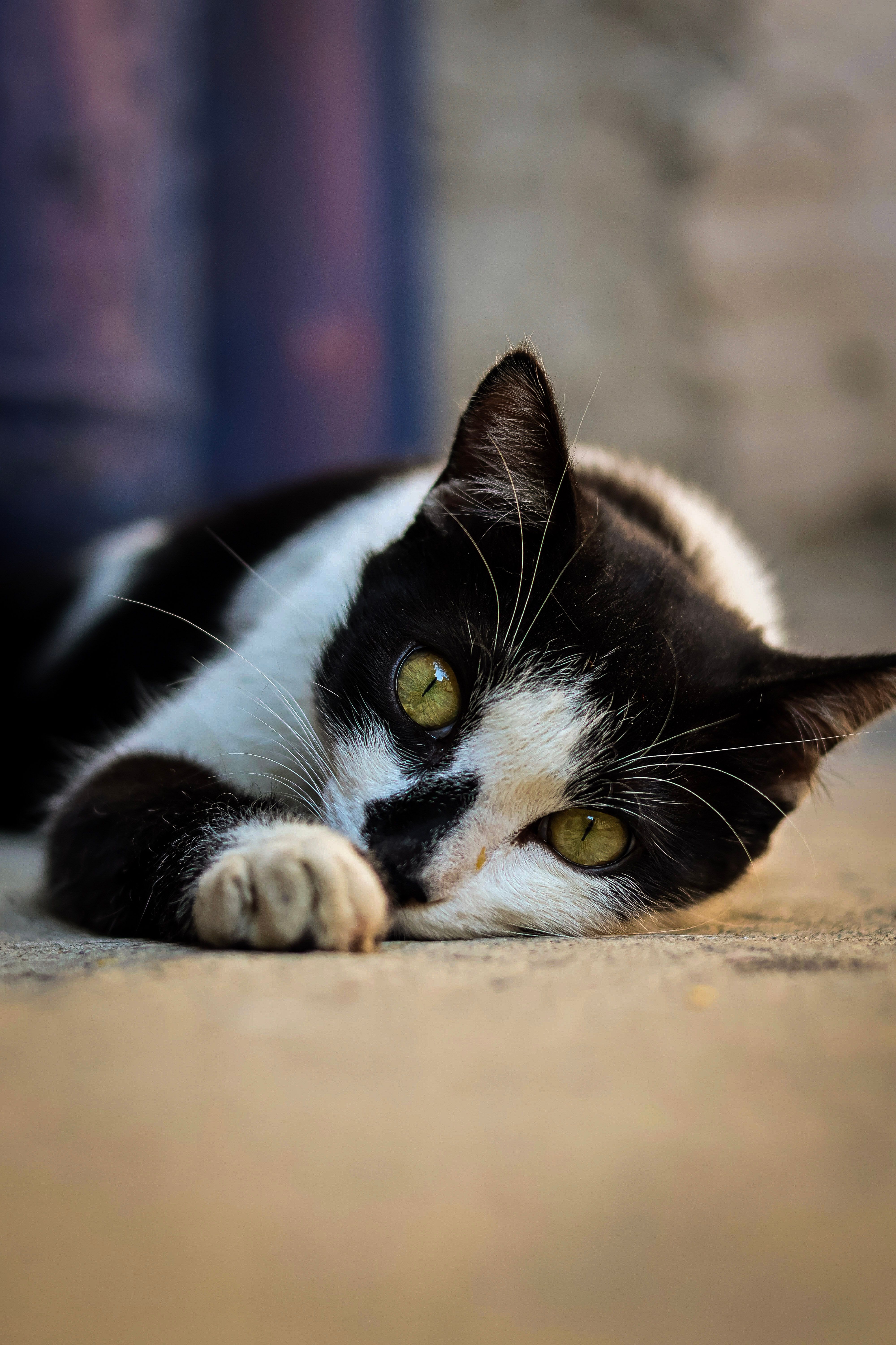 Relaxed Black and White Cat Lying on Pavement · Free Stock Photo
