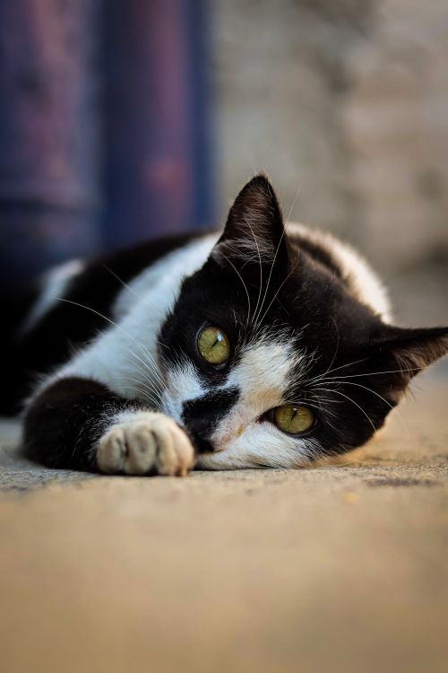 Free A close-up of a calm black and white cat lounging on a sunlit pavement. Stock Photo