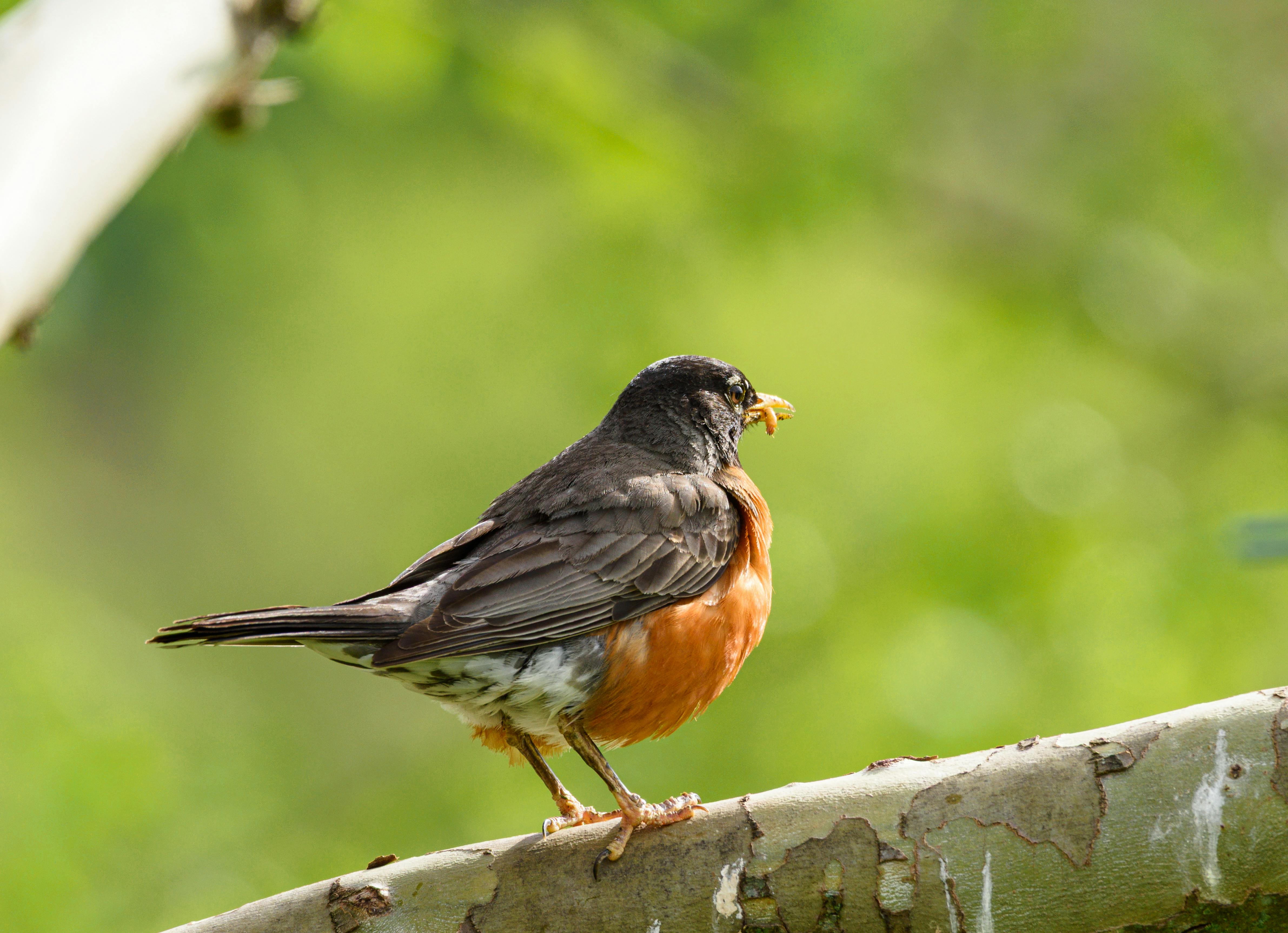 Close-up image of an American Robin perched on a branch in lush greenery.