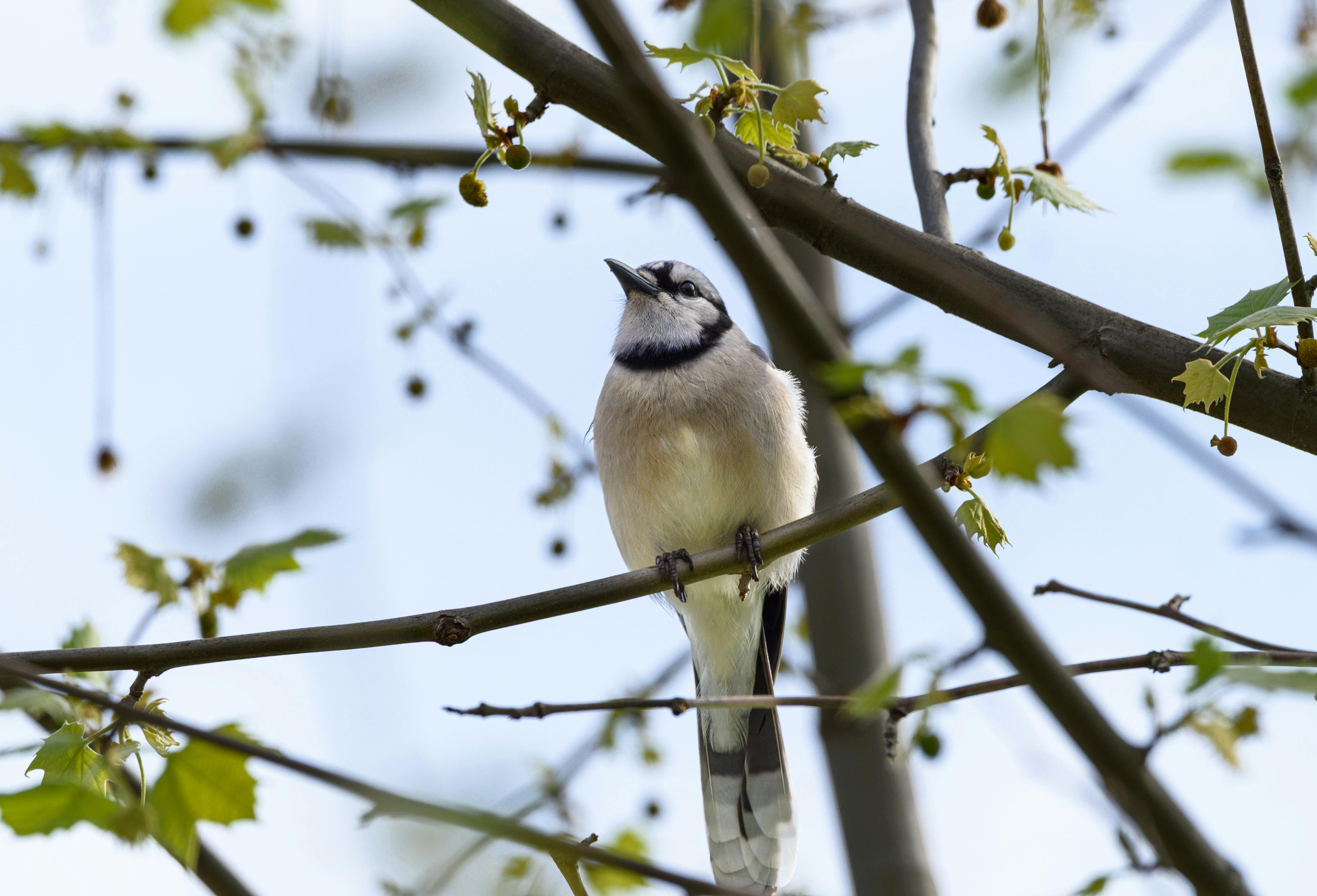 A blue jay sits on a branch, surrounded by spring foliage against a clear sky.