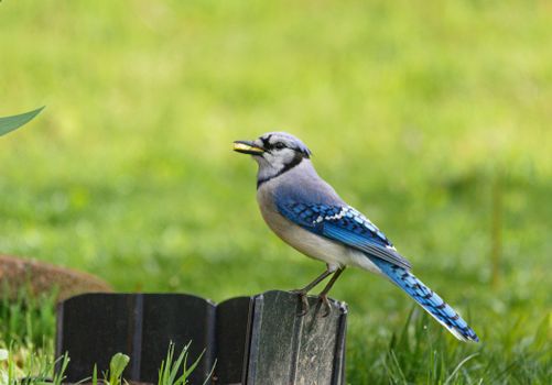 A vibrant blue jay with striking plumage perched outdoors on a fence post.