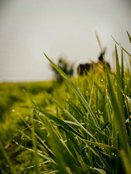 A detailed close-up of green dewy grass with a sunlit field in the background, evoking a fresh spring morning.