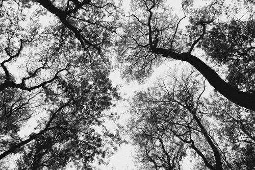 Free A mesmerizing black and white image of tree canopies from below, showcasing intricate branches. Stock Photo