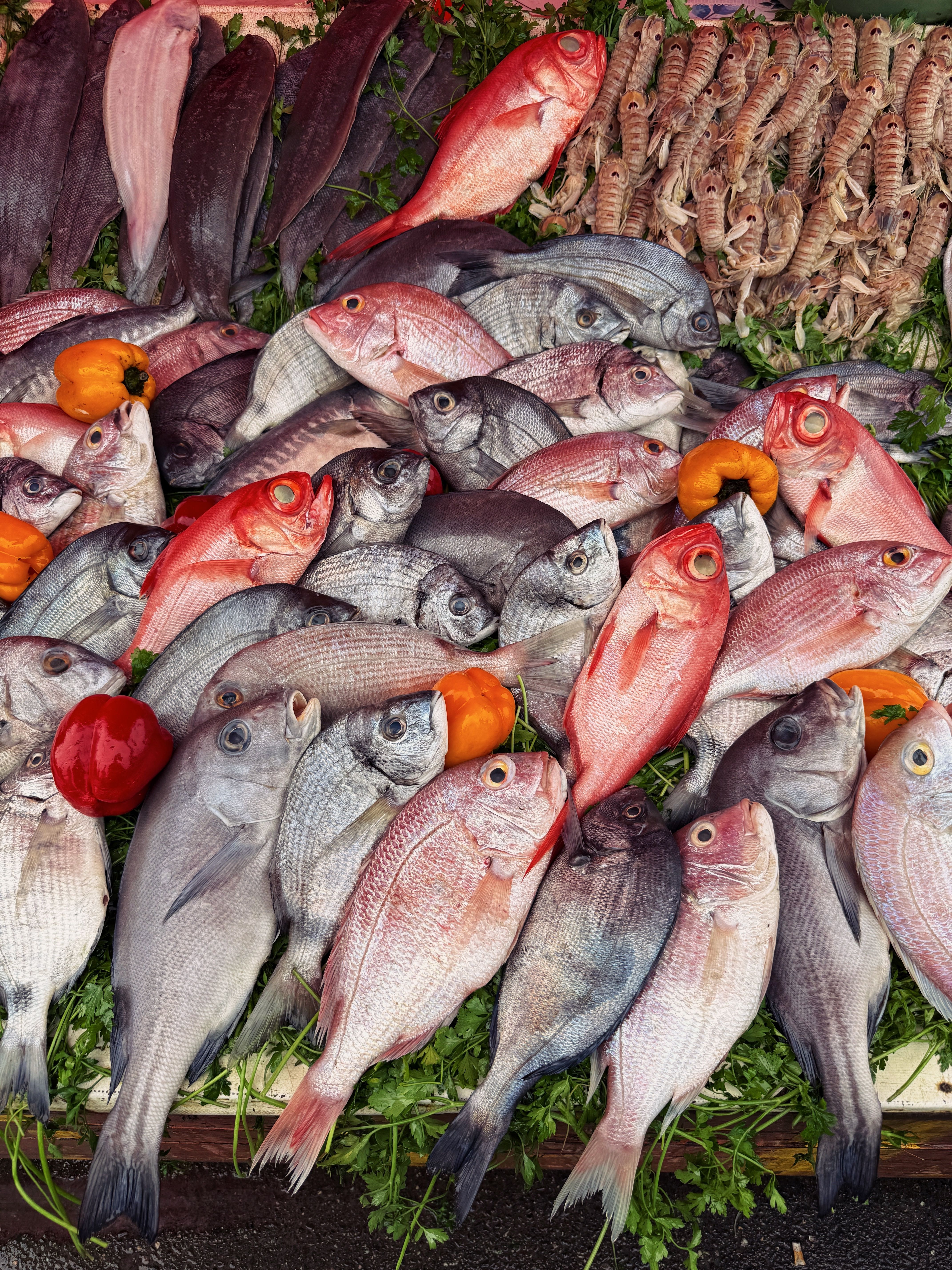 Fresh Display of Various Fish on Market Stall · Free Stock Photo