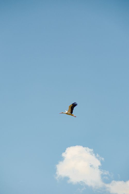 Free A lone stork gracefully flying high in a clear blue sky with soft clouds. Stock Photo