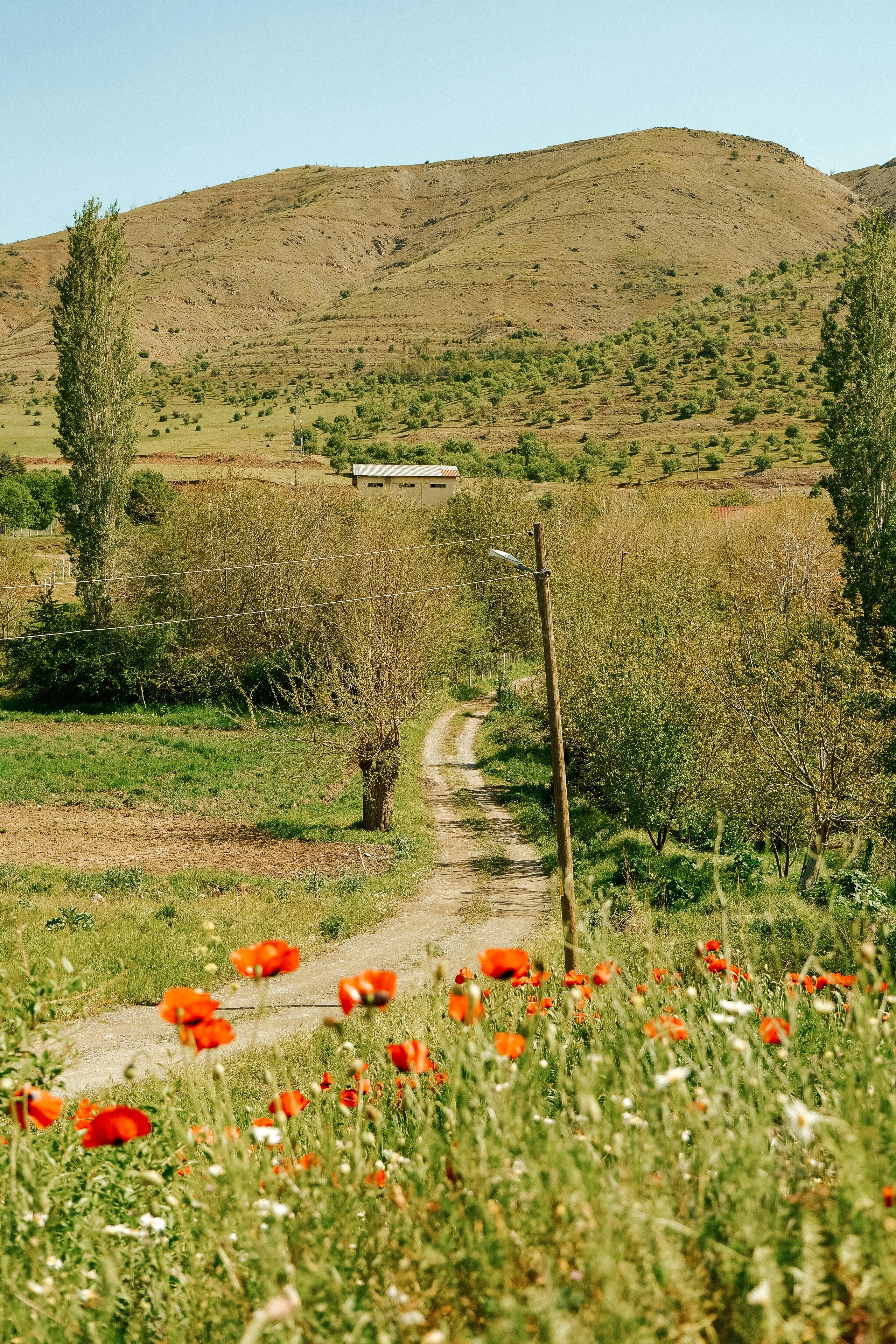 Idyllic country path surrounded by spring blooms and rolling hills.