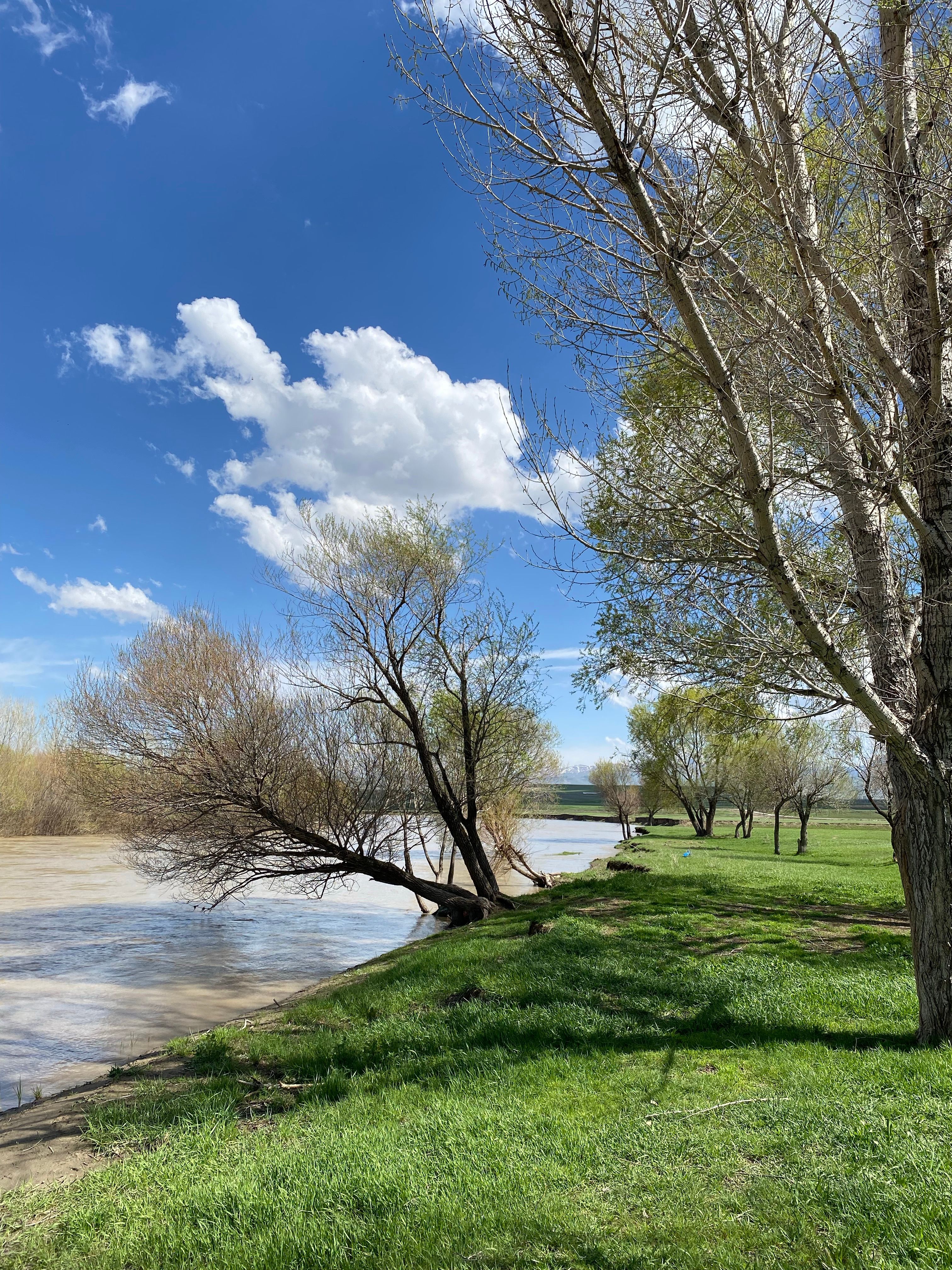 Serene Riverside Landscape with Greenery and Clear Sky · Free Stock Photo