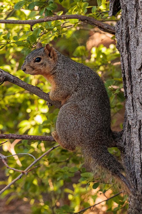 Free A vibrant photo of a squirrel perched on a tree branch in a sunny forest setting. Stock Photo