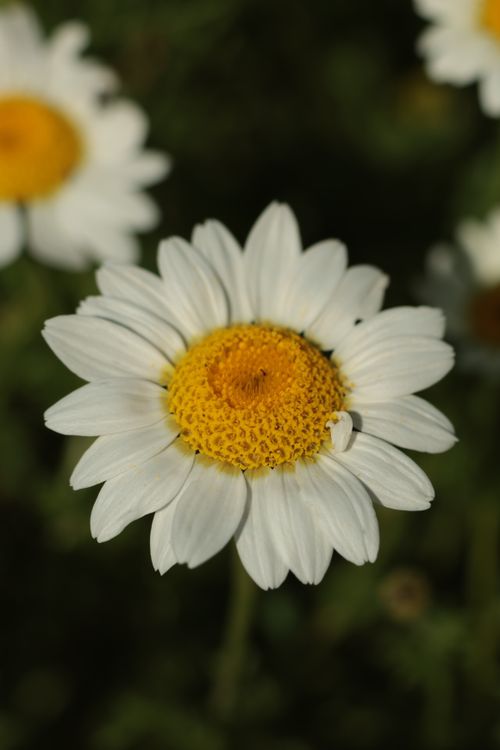 Free Stunning close-up of a daisy flower with white petals and yellow center, captured outdoors. Stock Photo