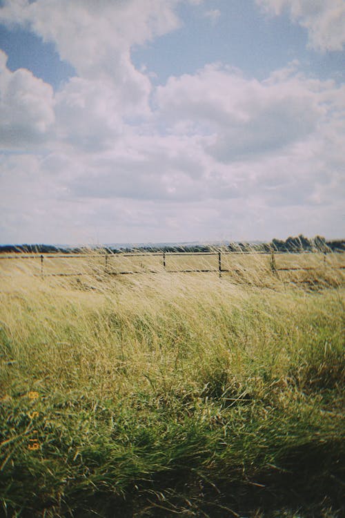 Gratis Fotos de stock gratuitas de al aire libre, campo de hierba, césped Foto de stock