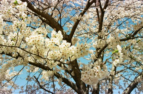 Free Beautiful cherry blossoms in full bloom against a clear blue sky, capturing spring's essence. Stock Photo
