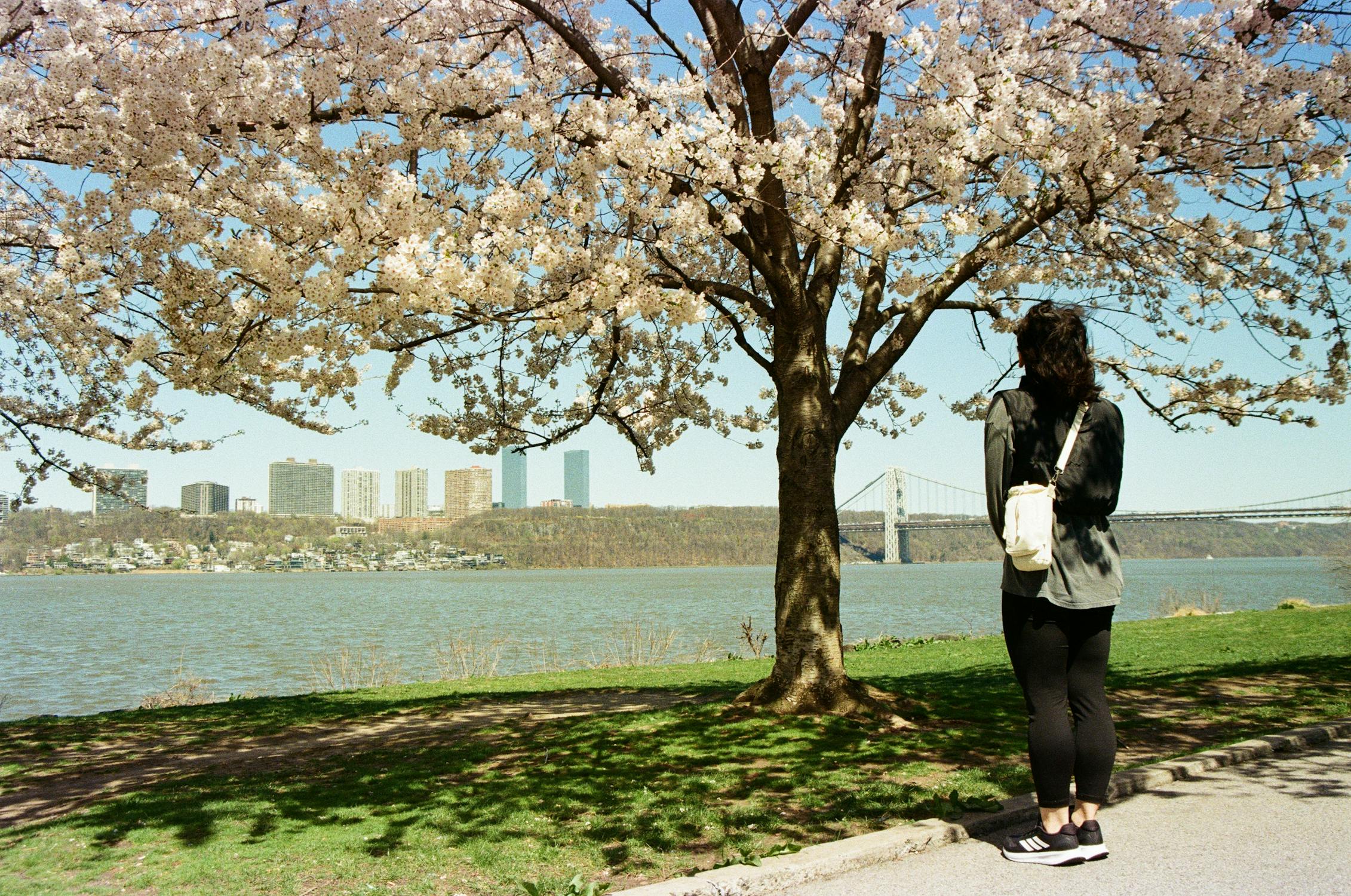 Scenic Riverside View with Cherry Blossom Tree