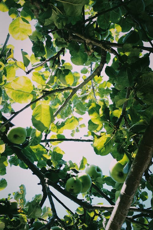 Free stock photo of apple tree, apples, fruit