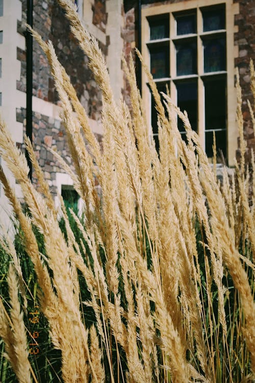 Free stock photo of autumn, city, plants